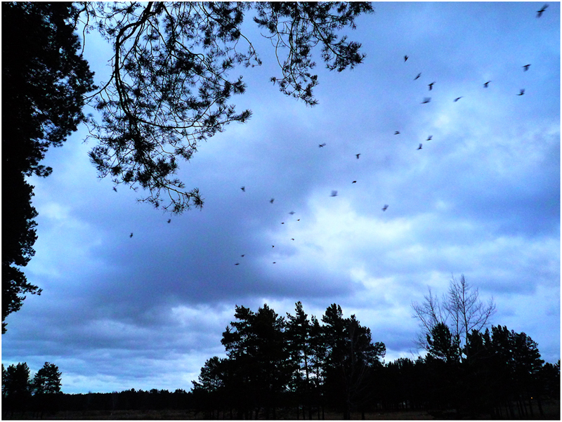 На ночлег собираются.