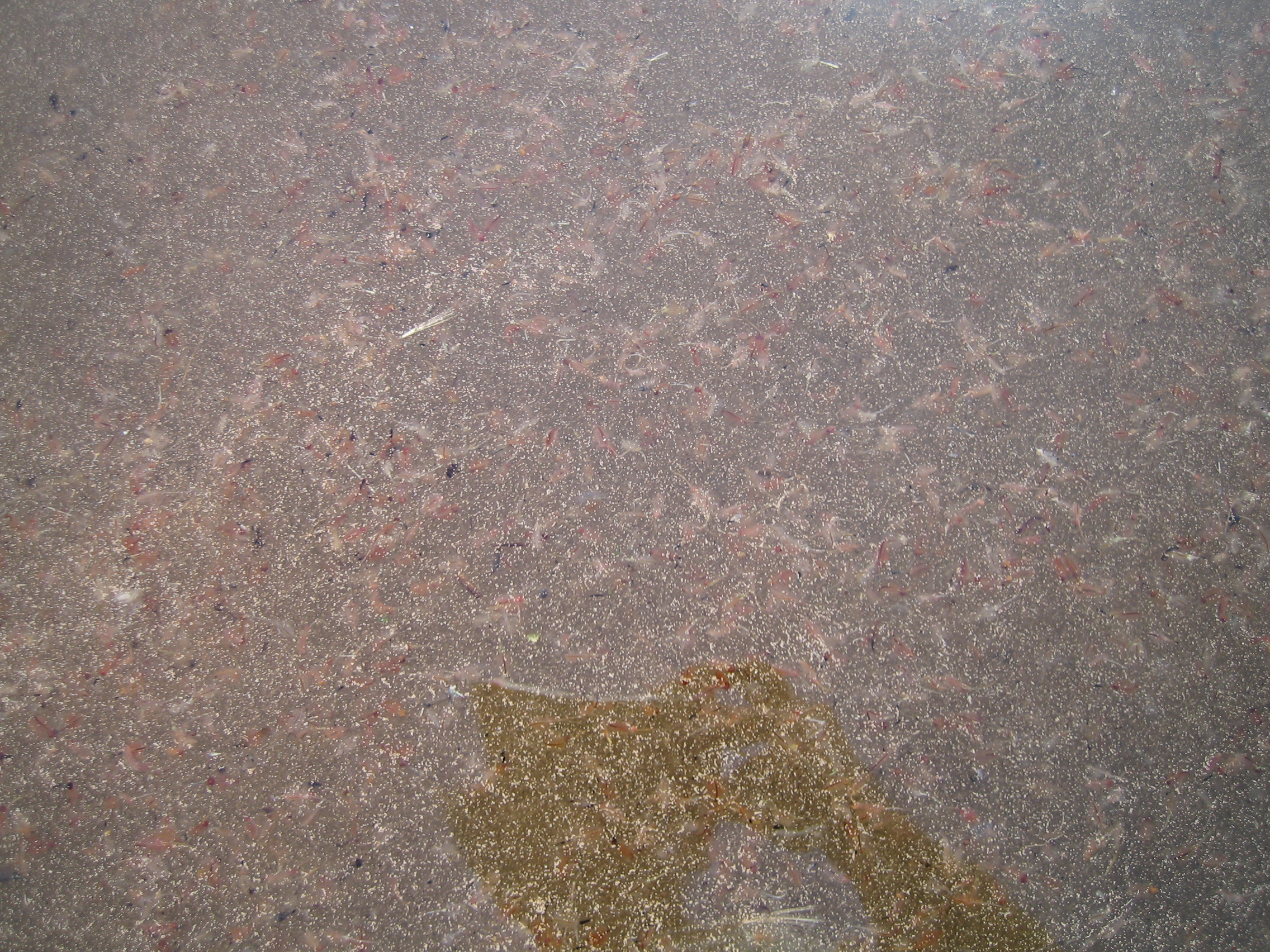 Izobrazhenie 056