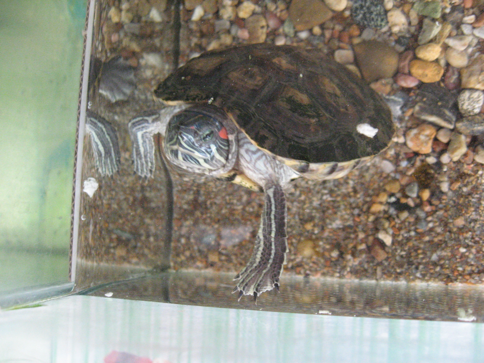 краснощекий черепах