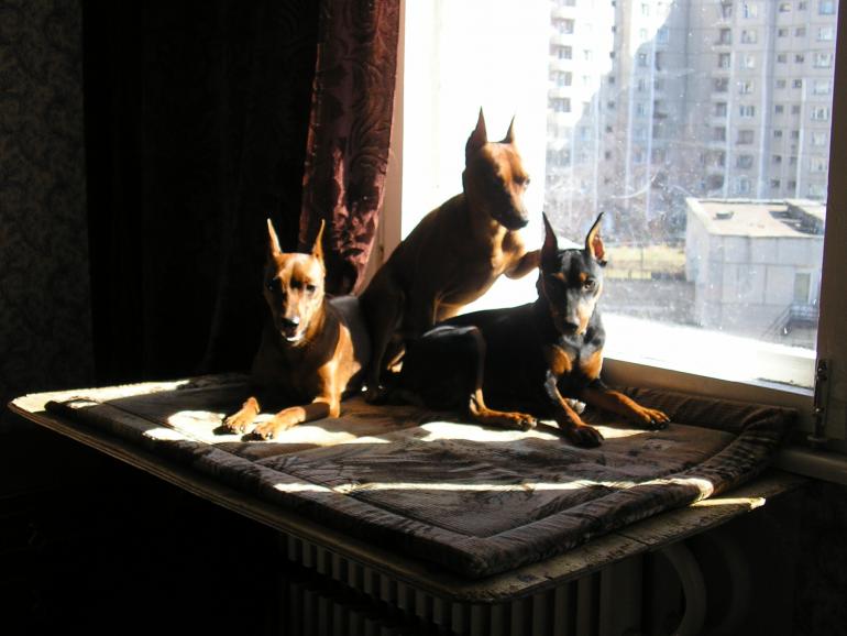 цвергпинчеры.