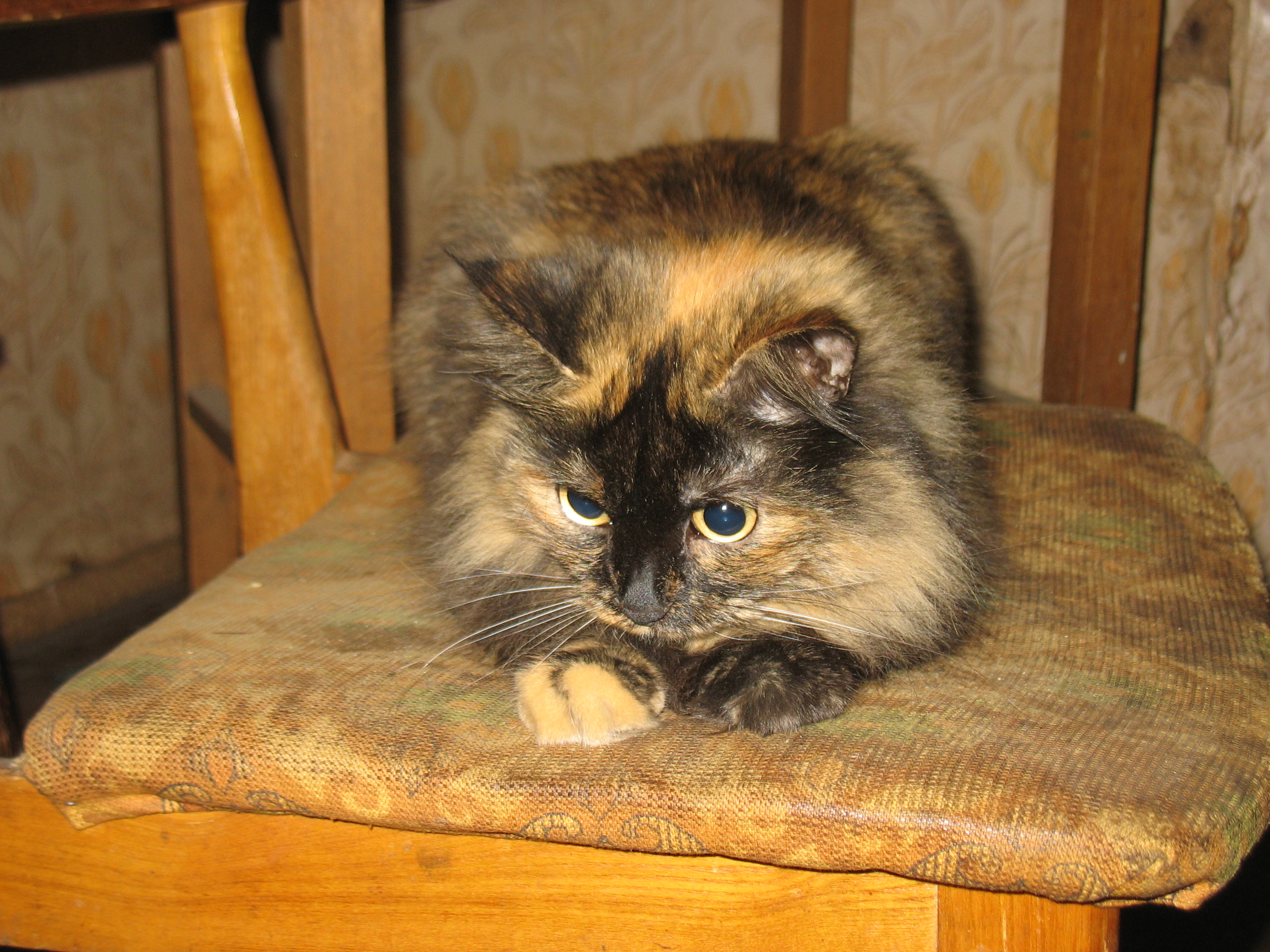 моя кошка брошенная на даче