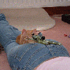 котэ