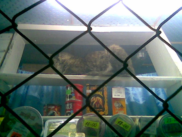 Кот в ветрине. Кот в ветрине.