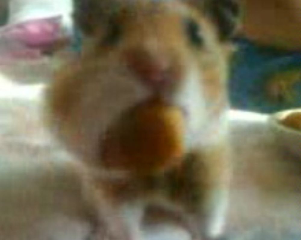 вот кто защёку корм берёт