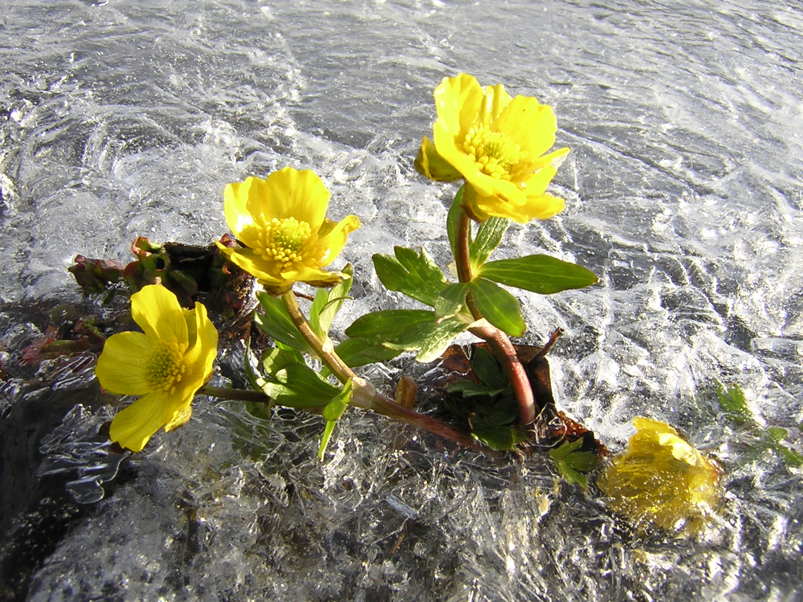 Камчатские кувшинки