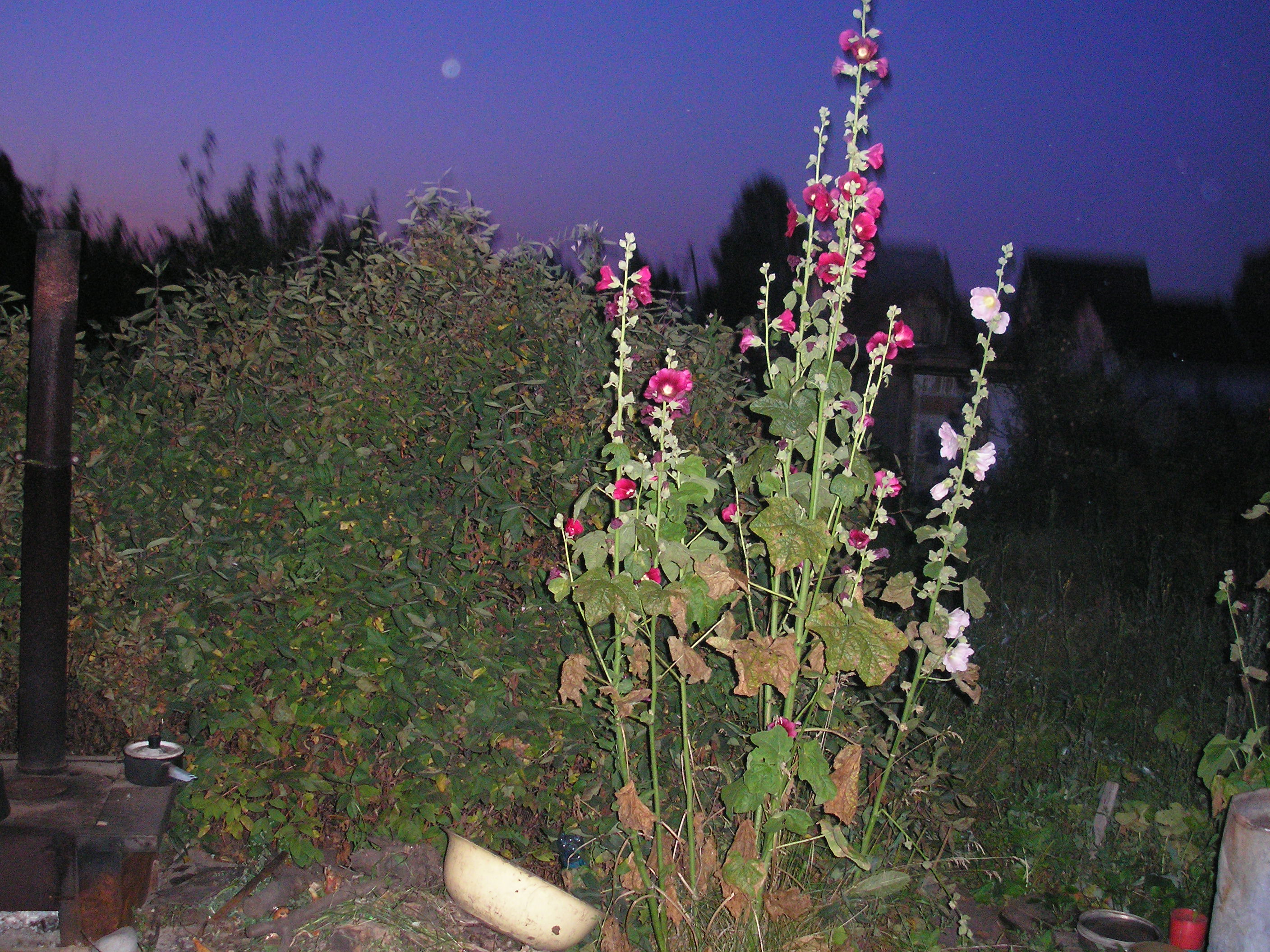 цветы Алтая