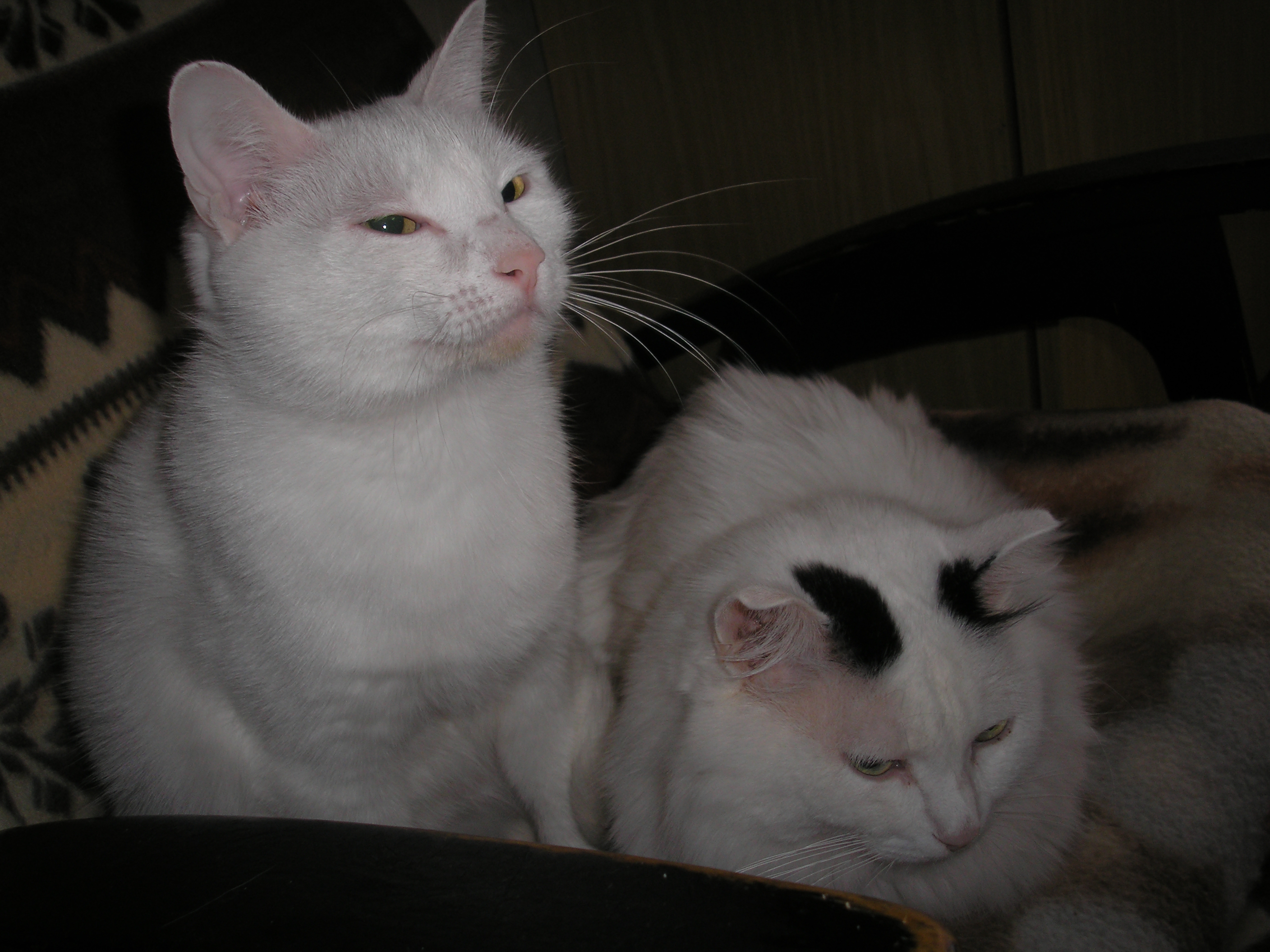 кошачья семья