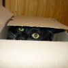 котэ-посылка:)