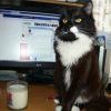 наш котэга