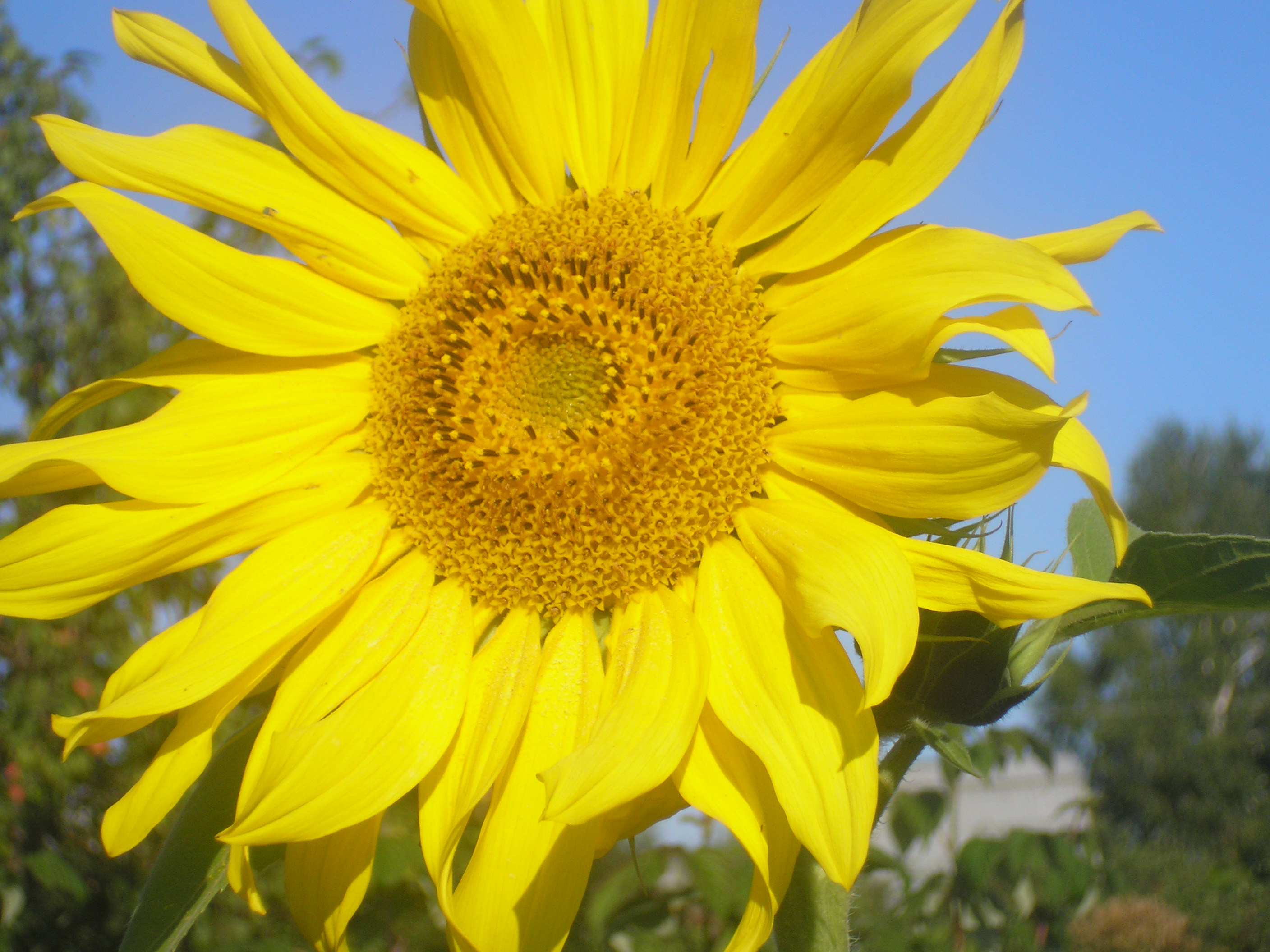 цветы Алтая