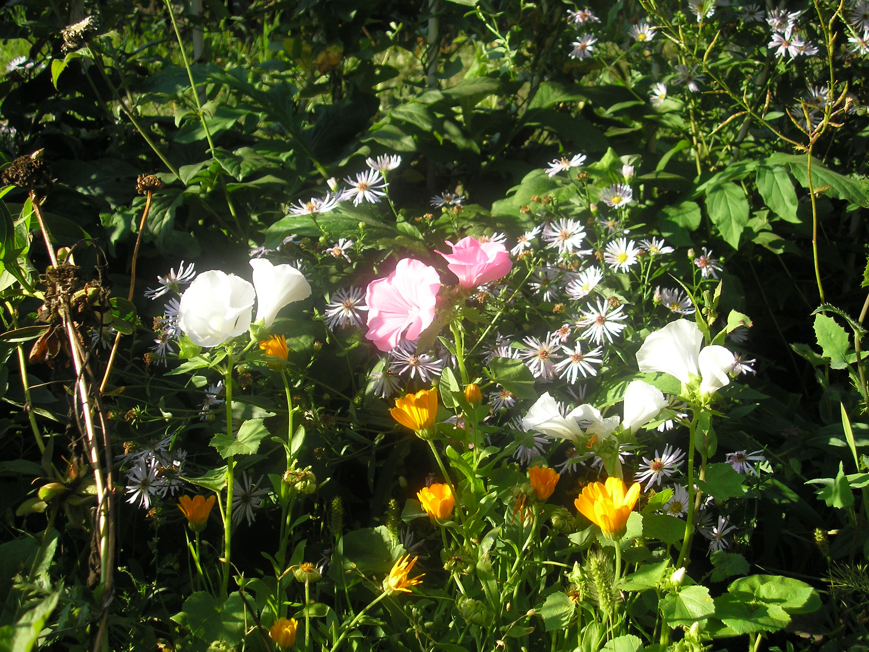 цветы Алтая