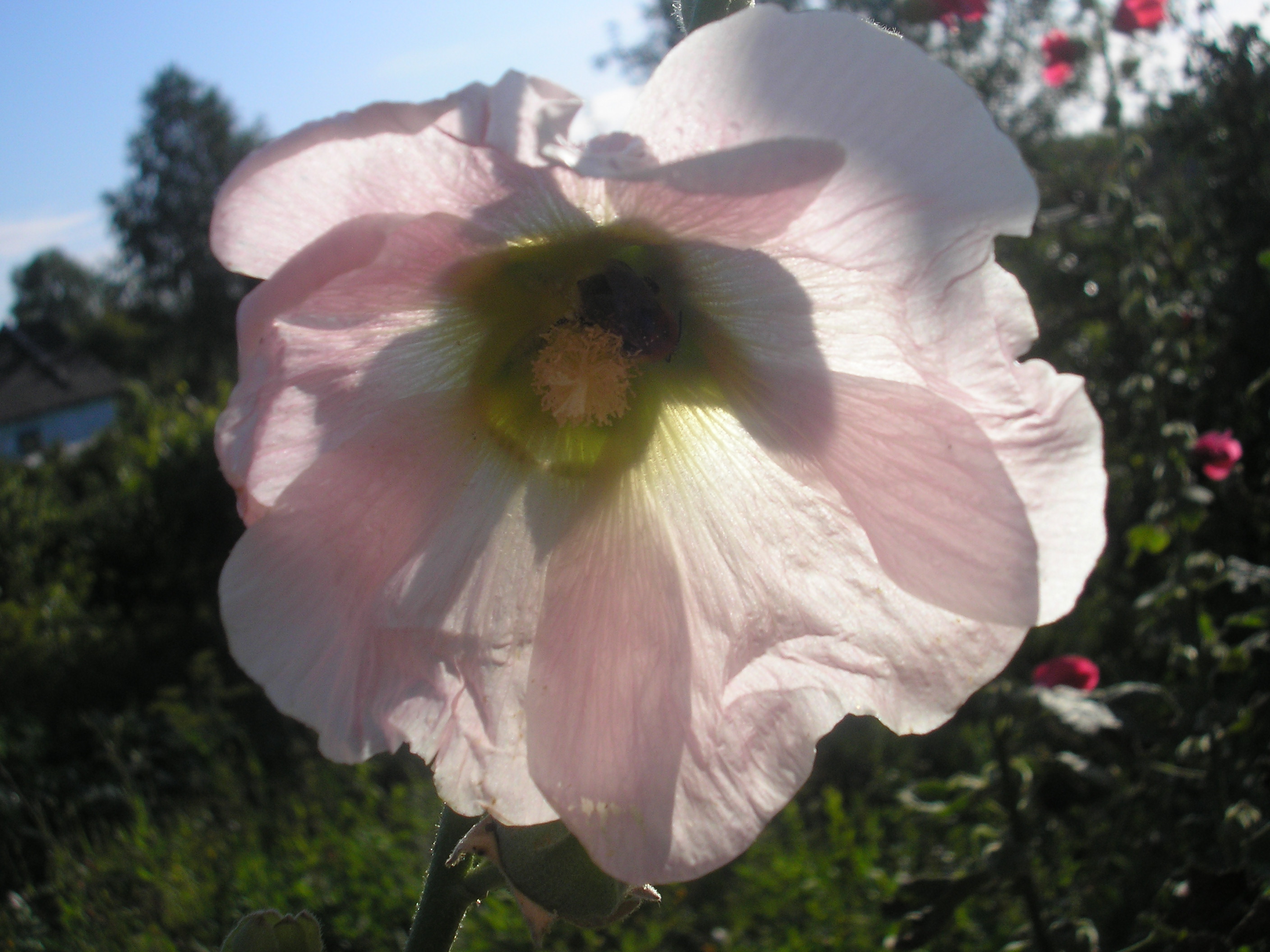 цветы Алтая