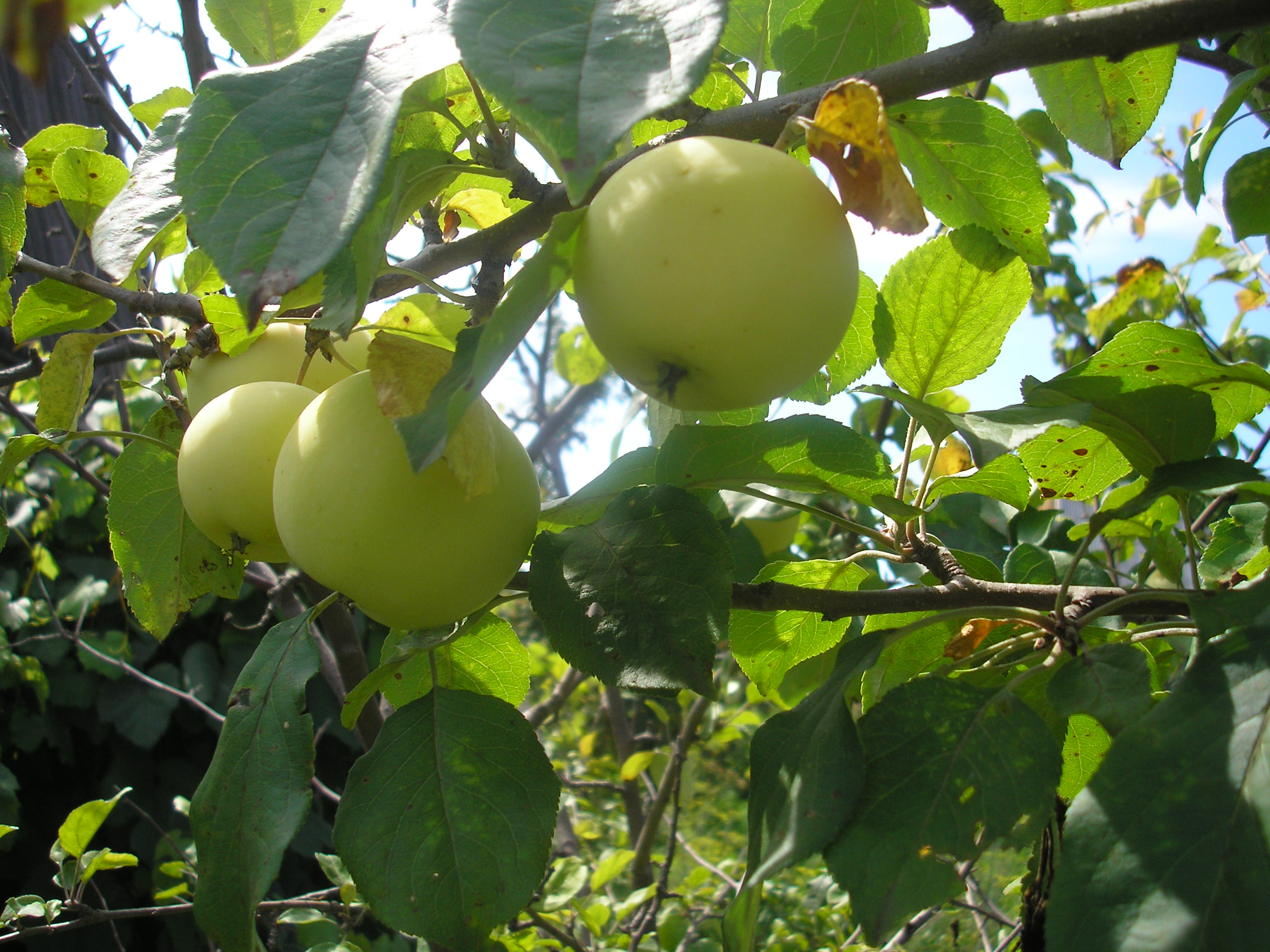 яблочки Алтая