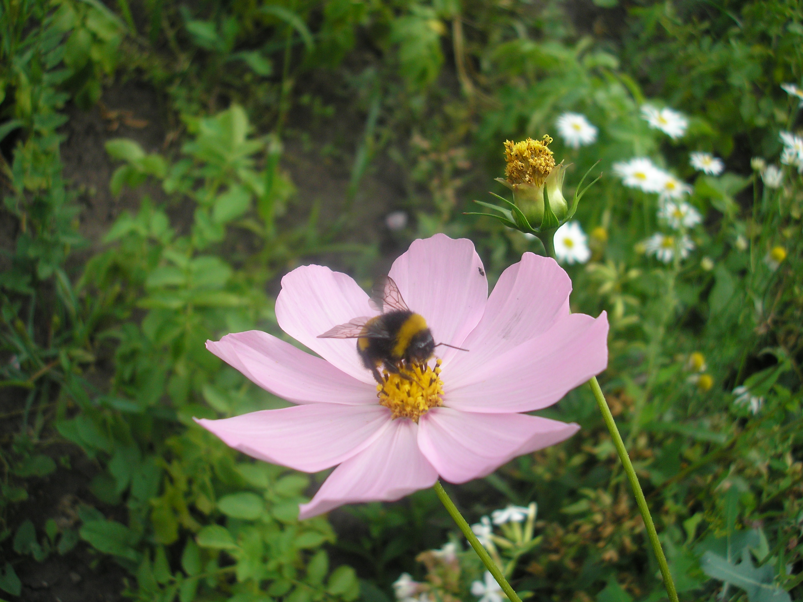 цветы Алтая