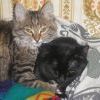 кошки