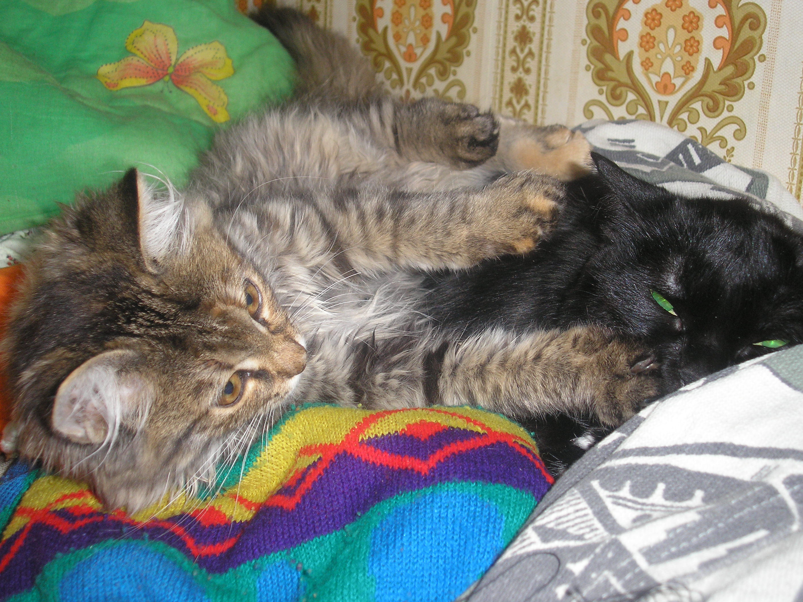 кошки играют