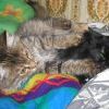 кошки играют