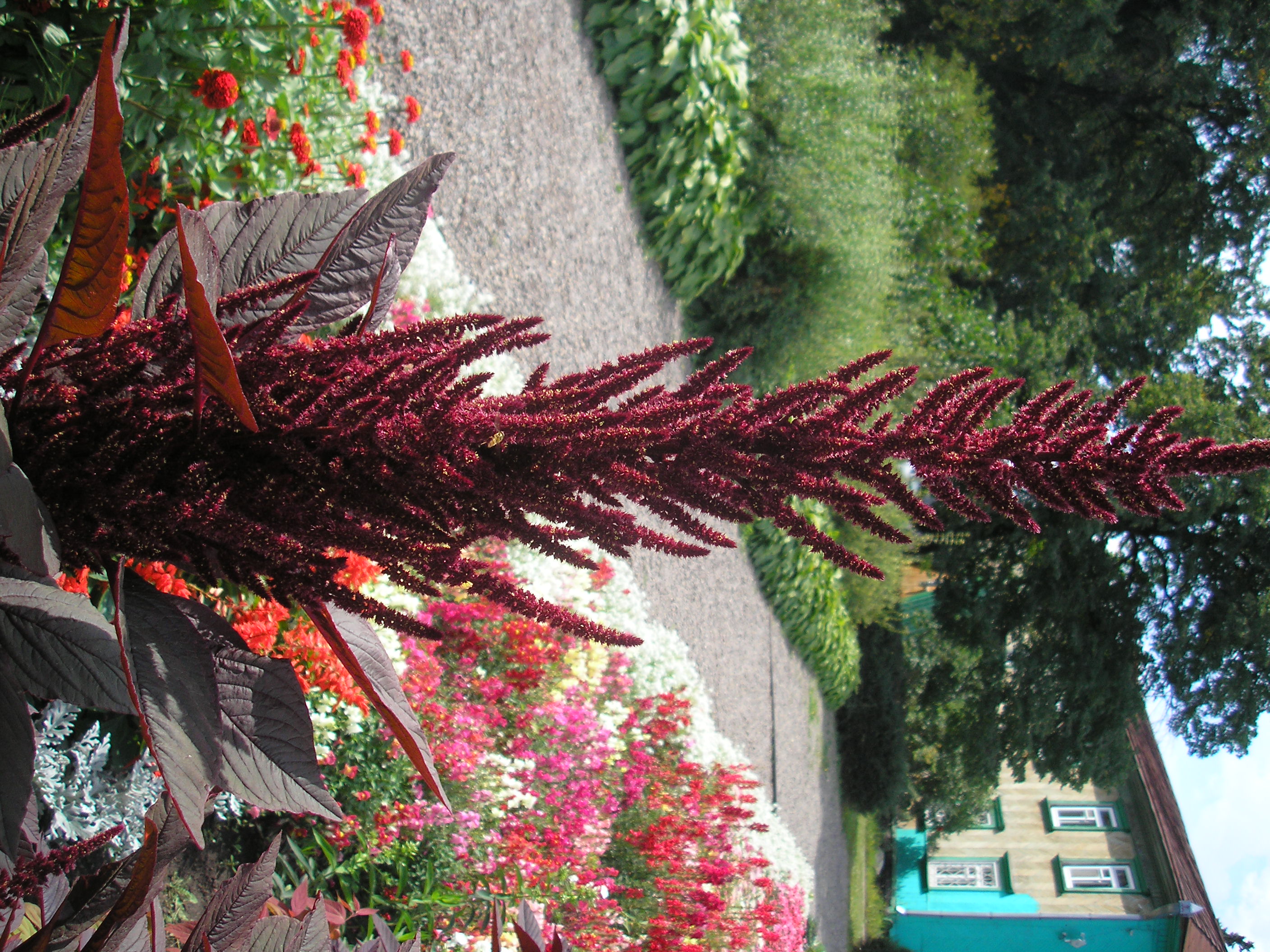 цветы Алтая