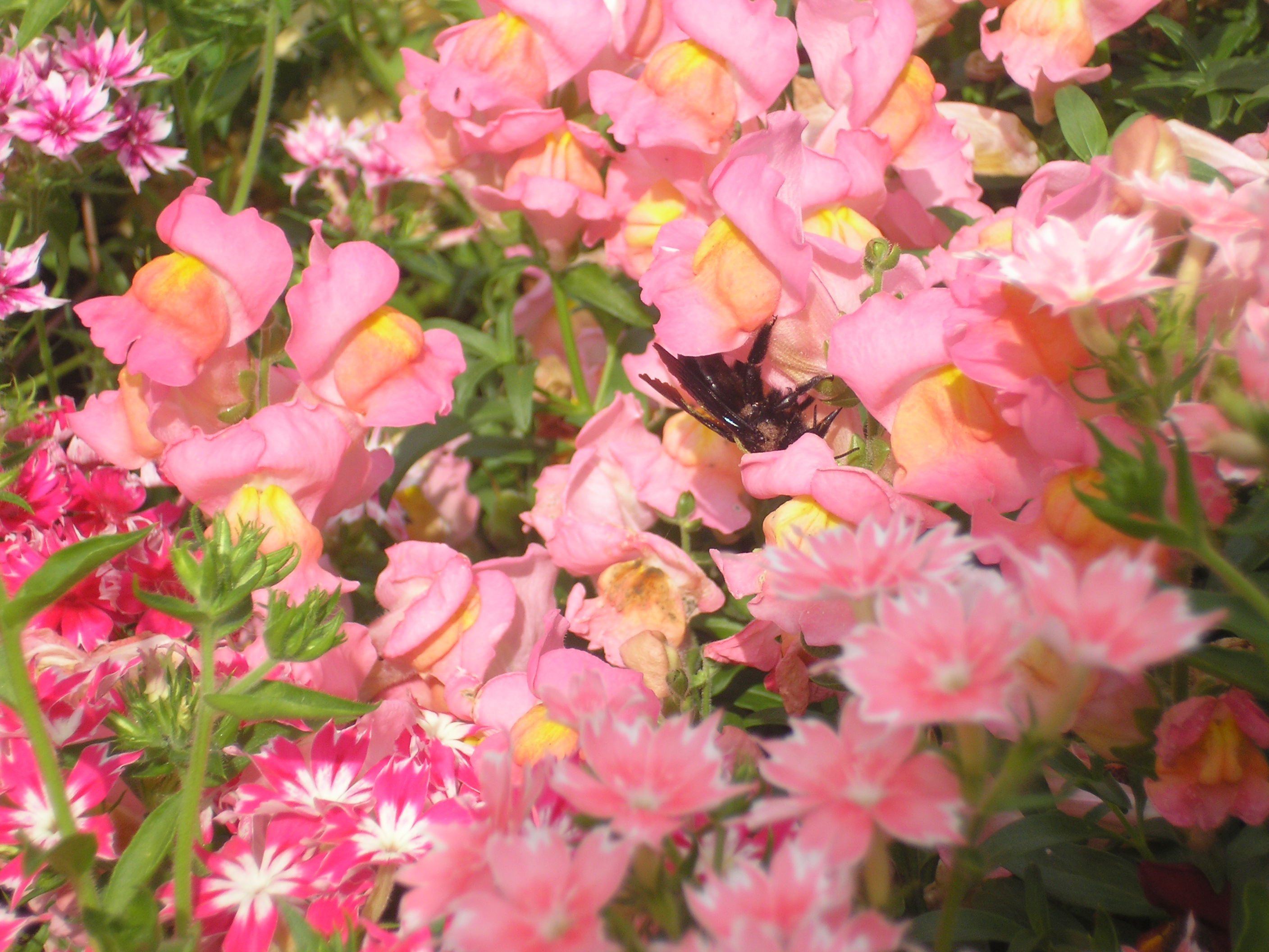 цветы Алтая