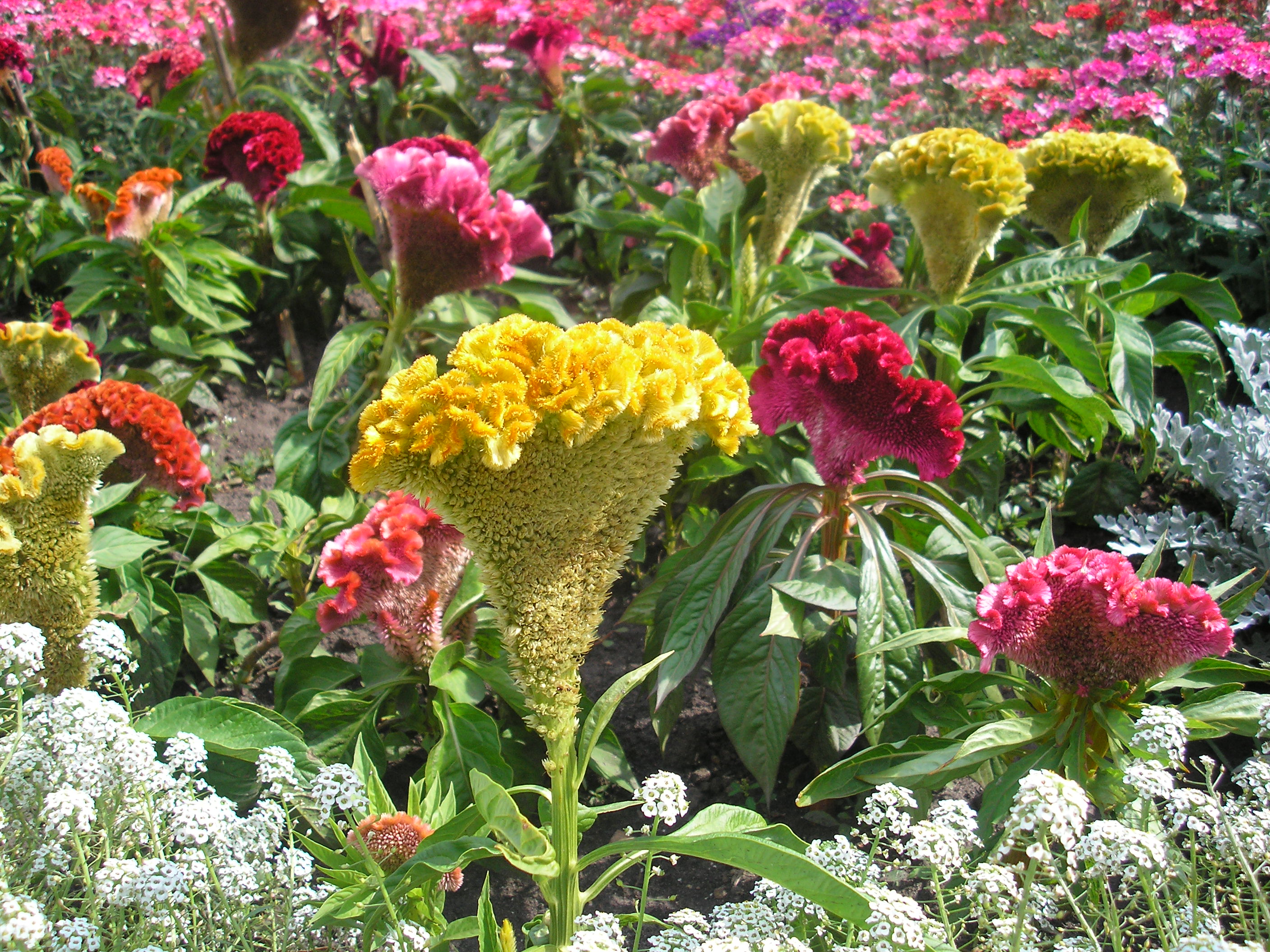 цветы Алтая