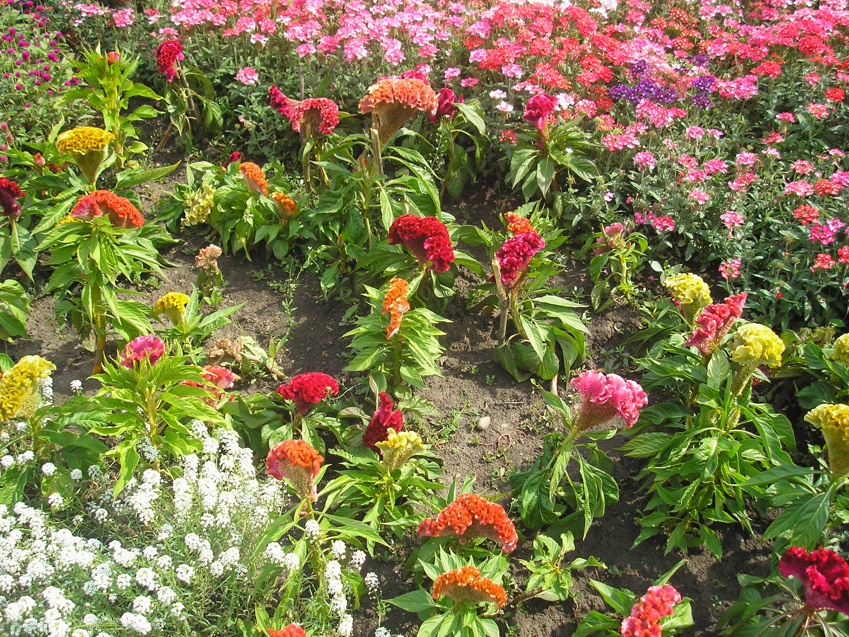 цветы Алтая