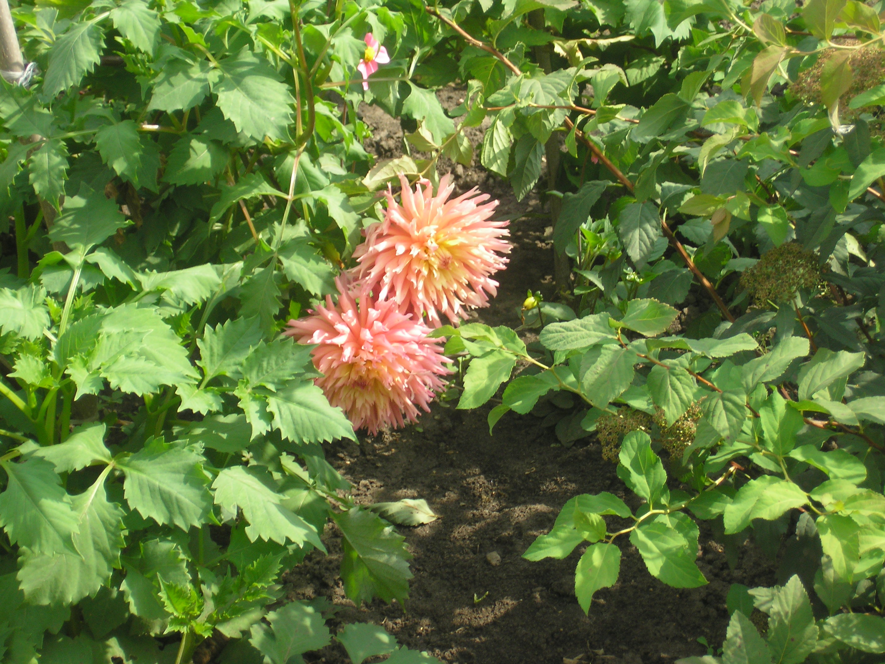 цветы Алтая