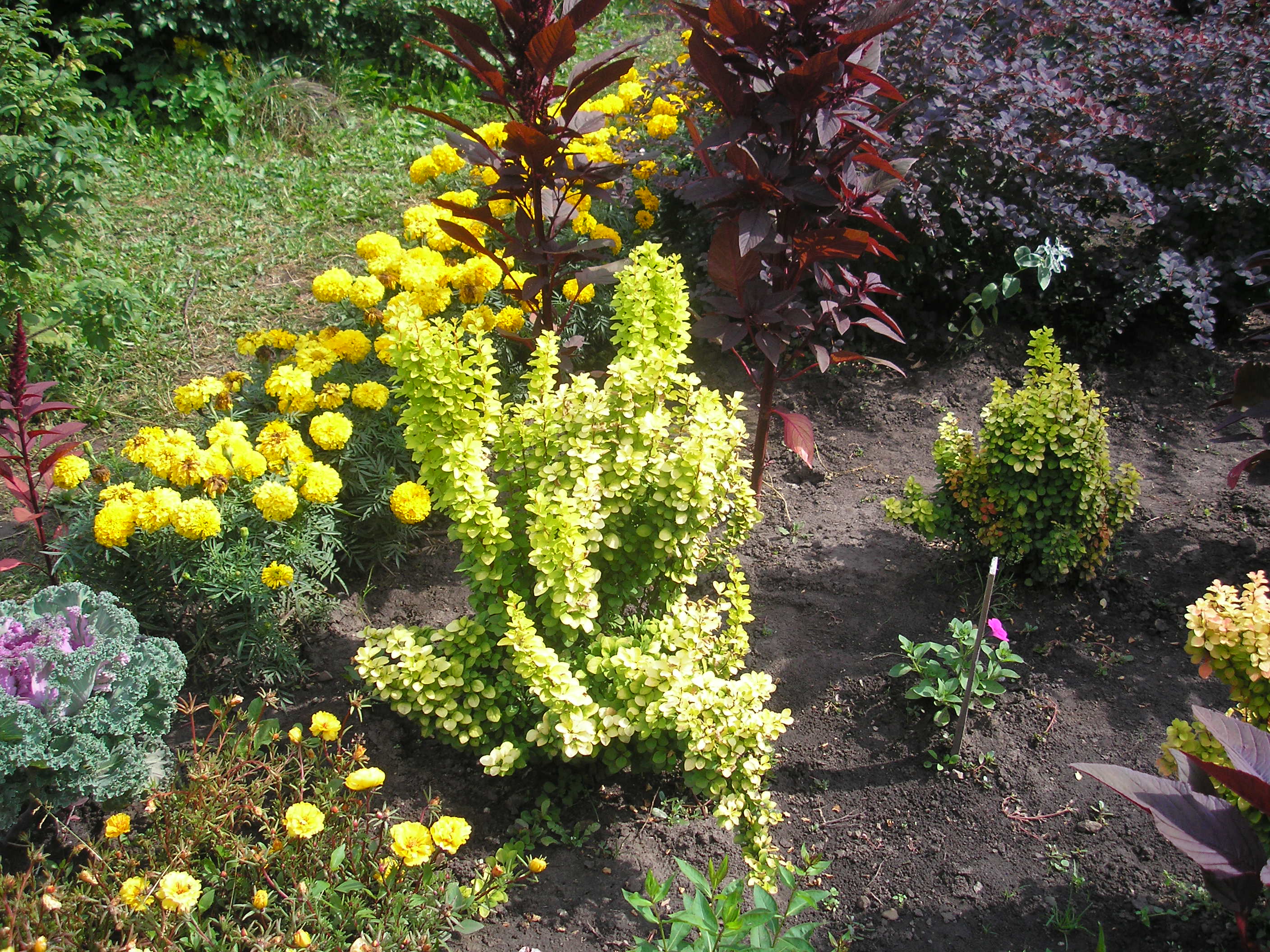 цветы Алтая