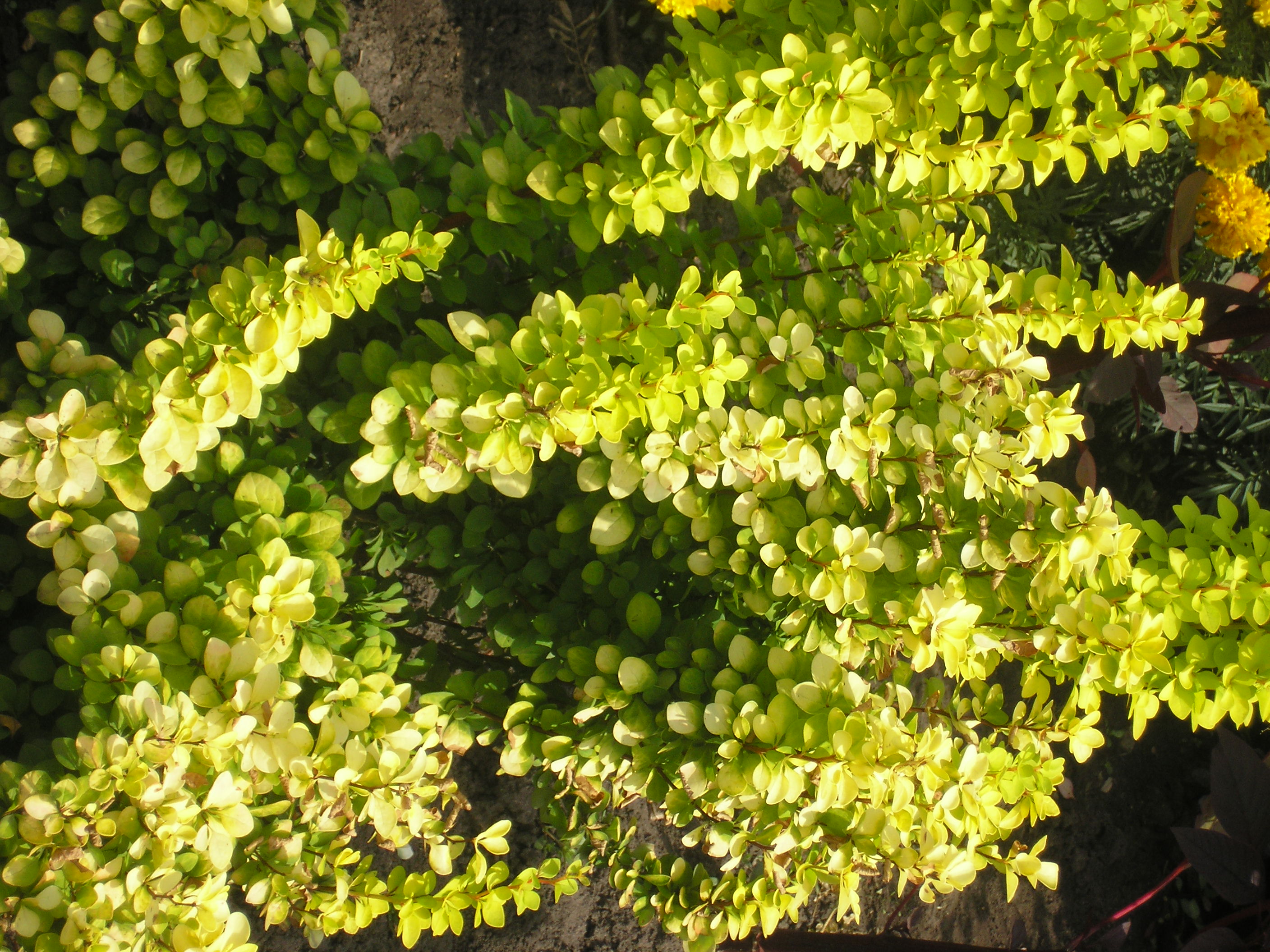 цветы Алтая