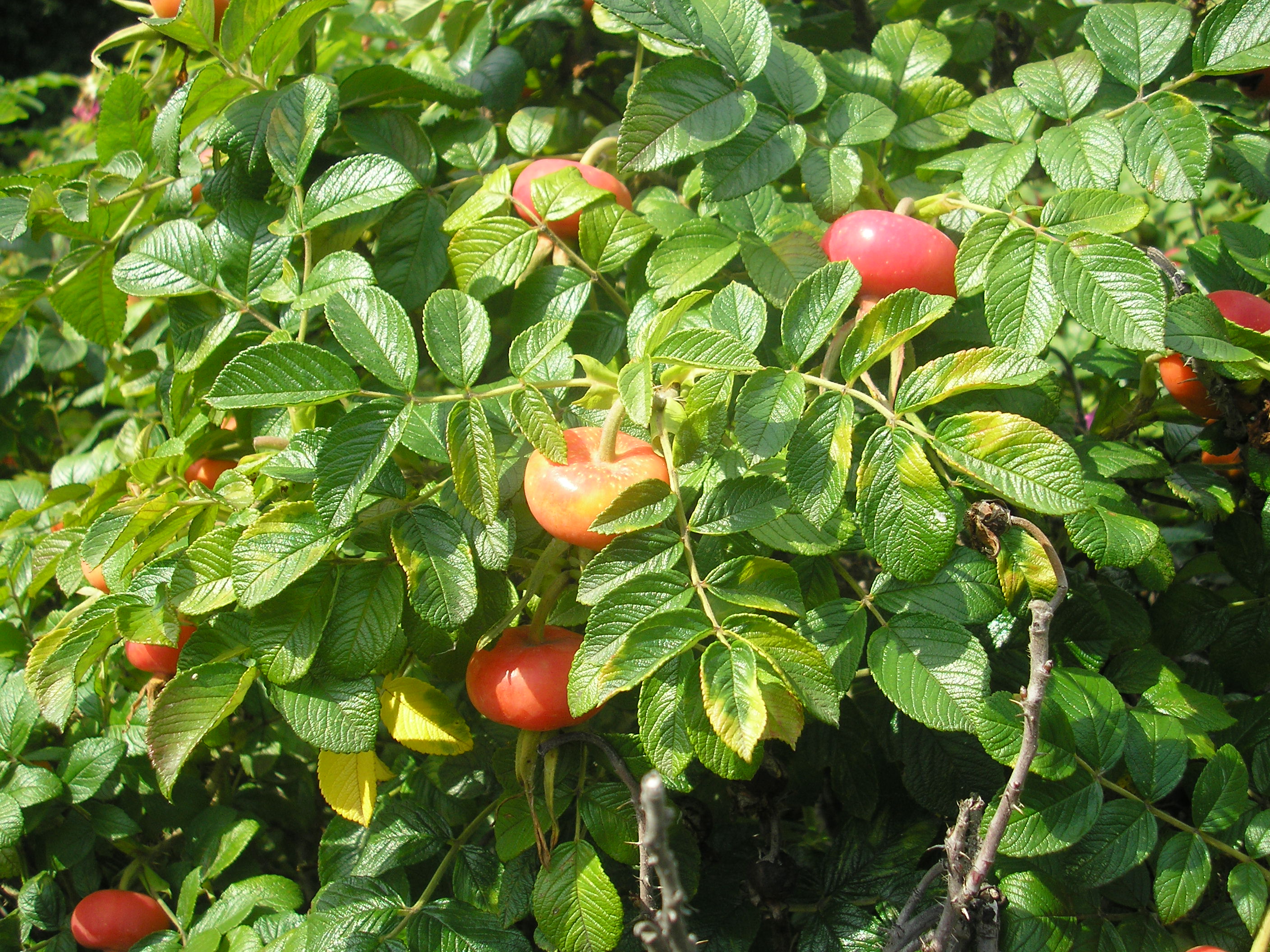 P1010453