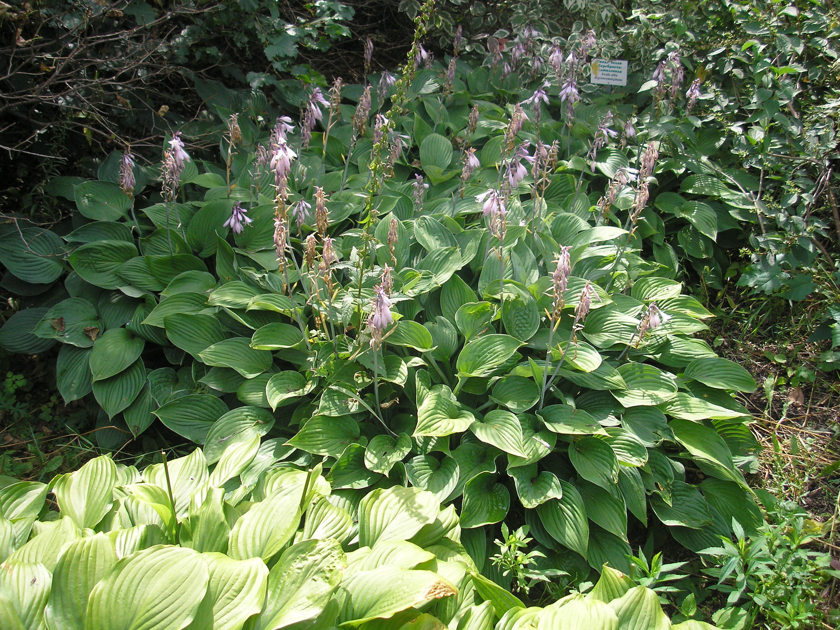 цветы Алтая