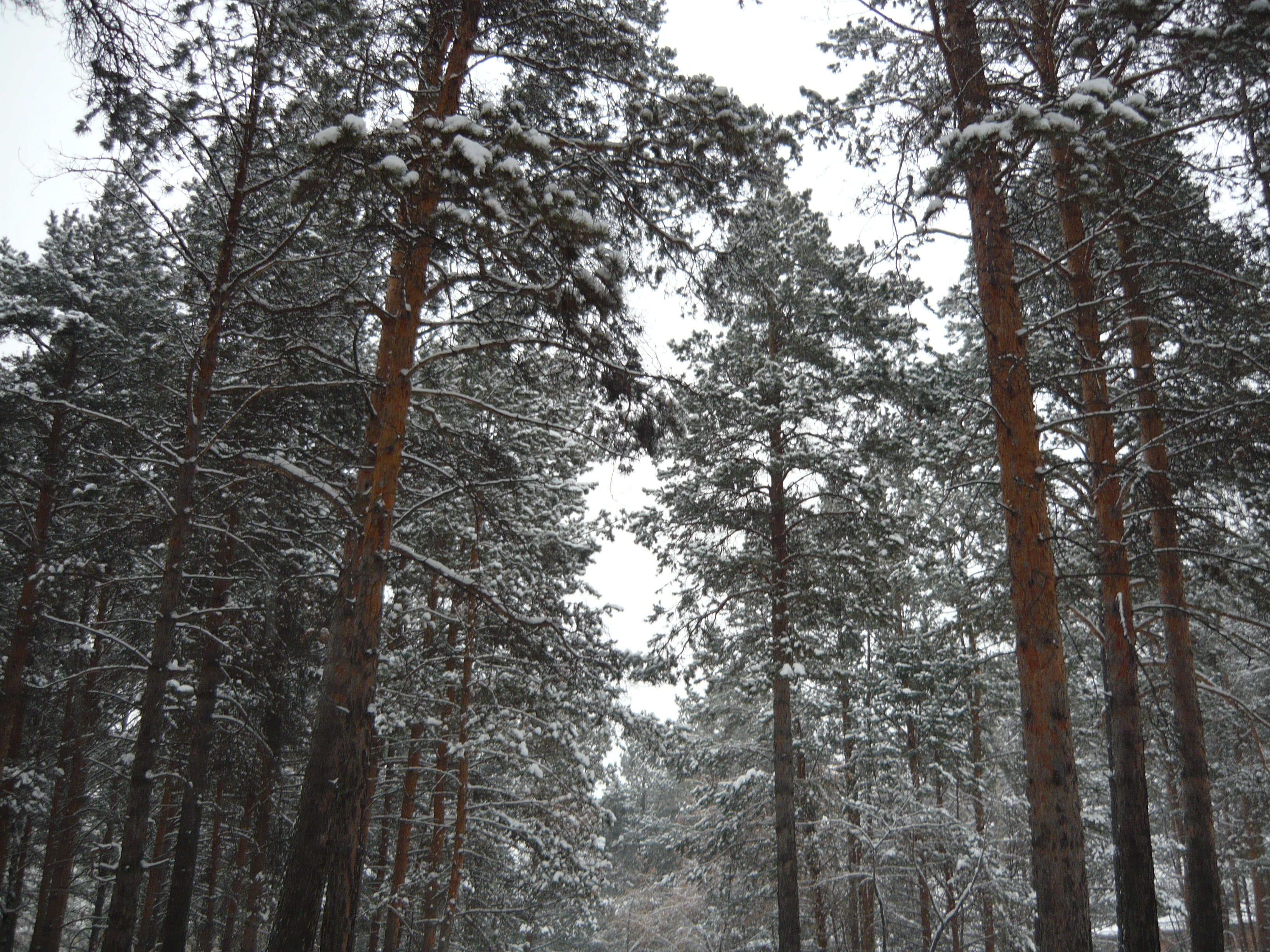 зима