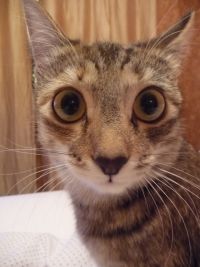 кошка