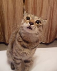 кошка