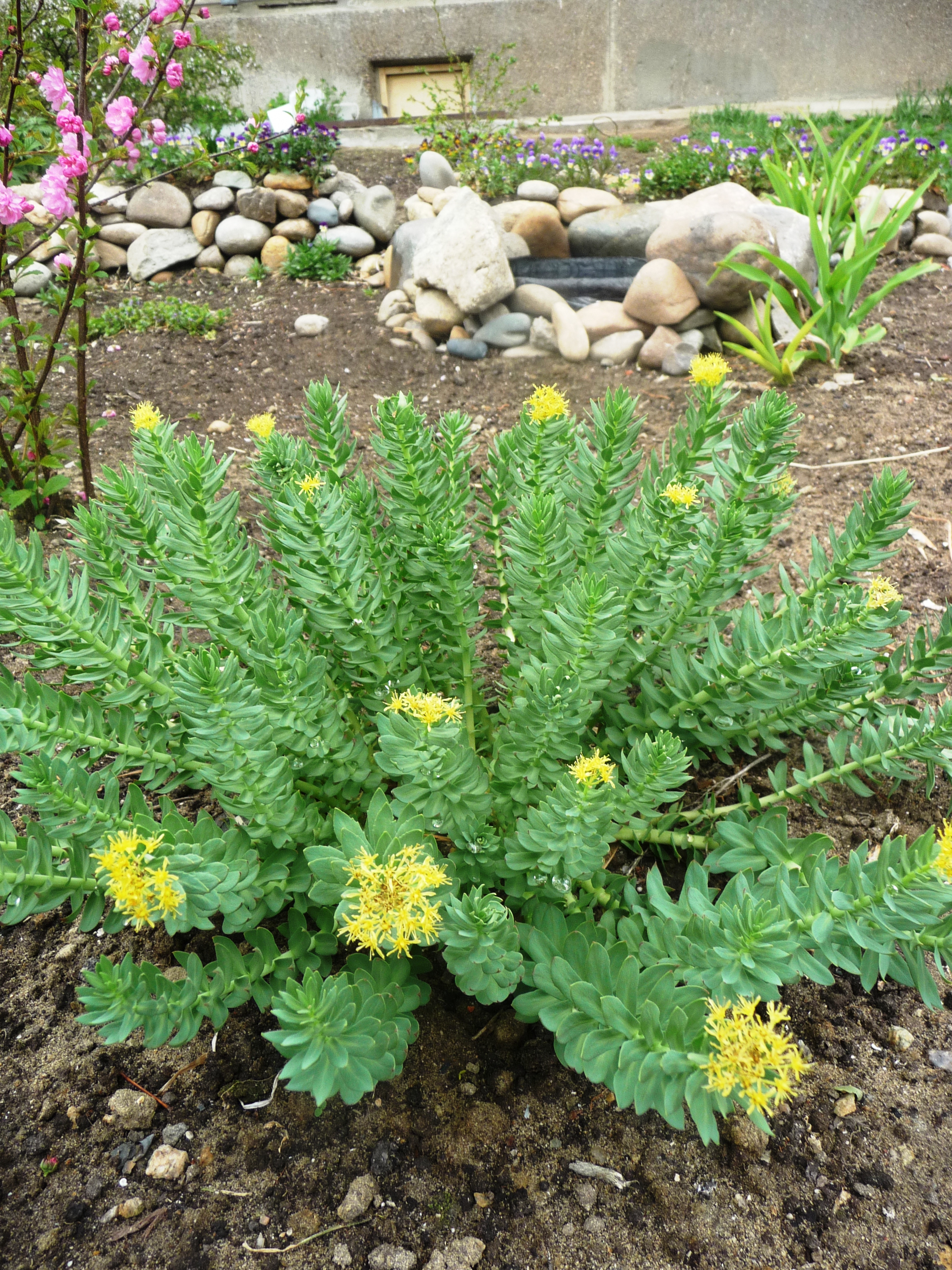 золотой корень