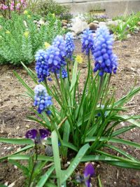 Чей-то горошек