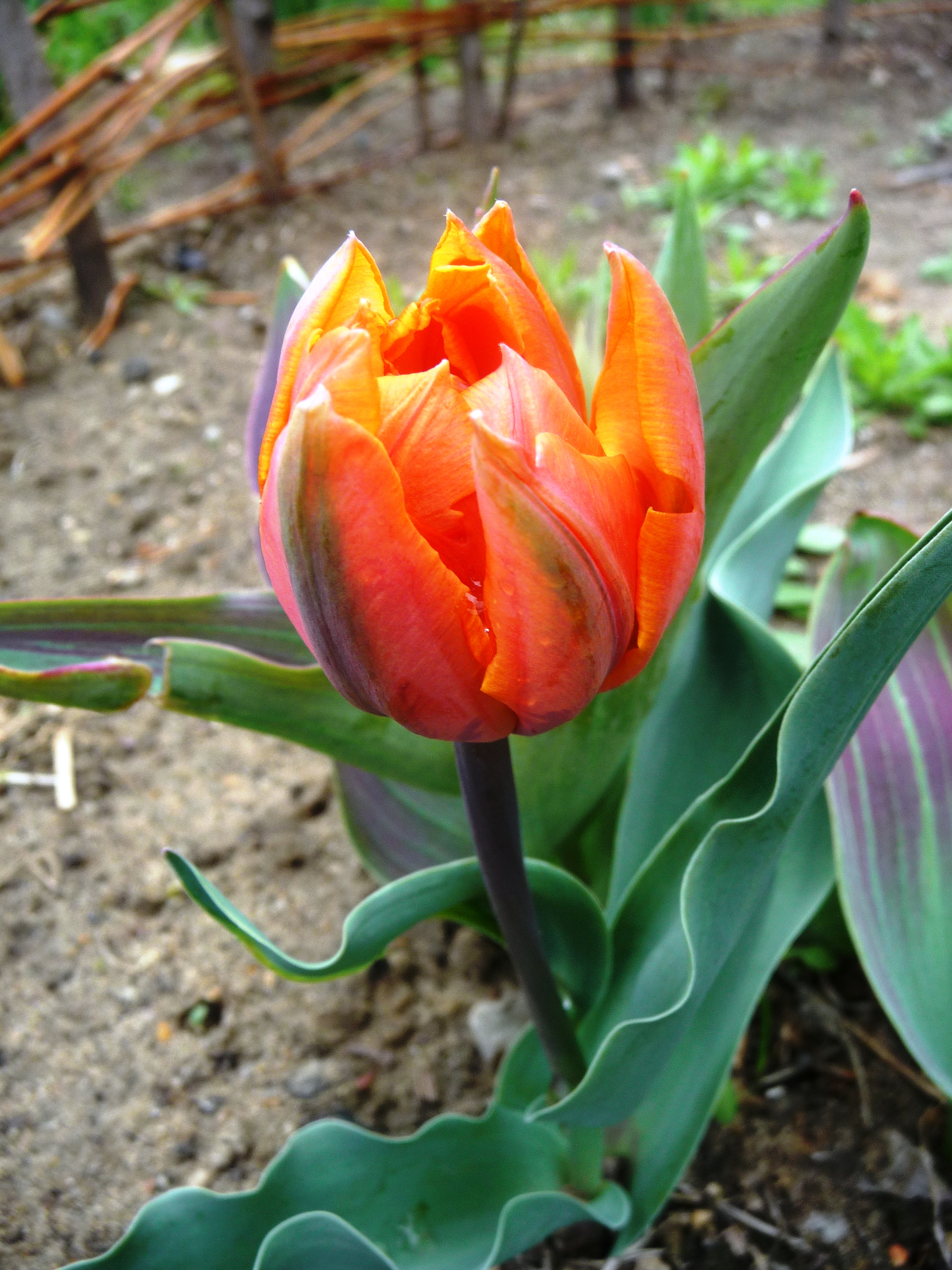 Весенне настроение