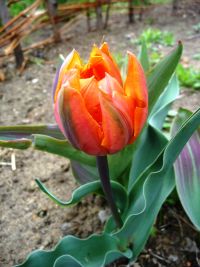 Весенне настроение