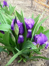 Ирисы