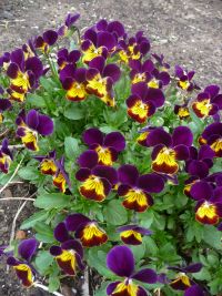 Анютины глазки