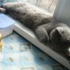 ФариК