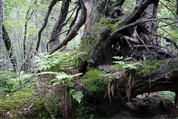 джунгли на р. Снежная