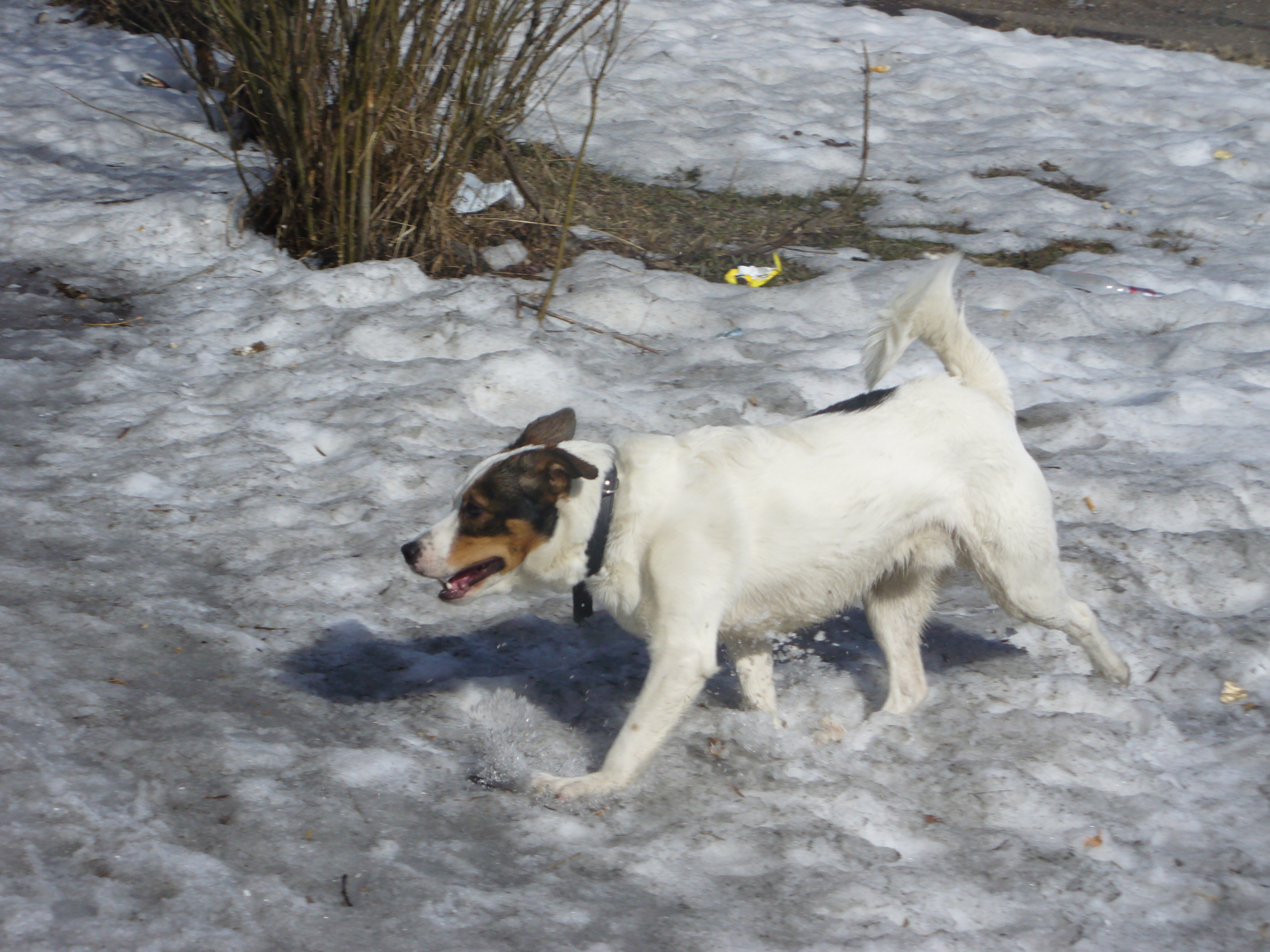 Тимошка на прогулке