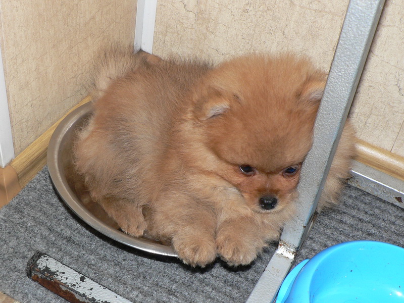 шпиц в тарелке