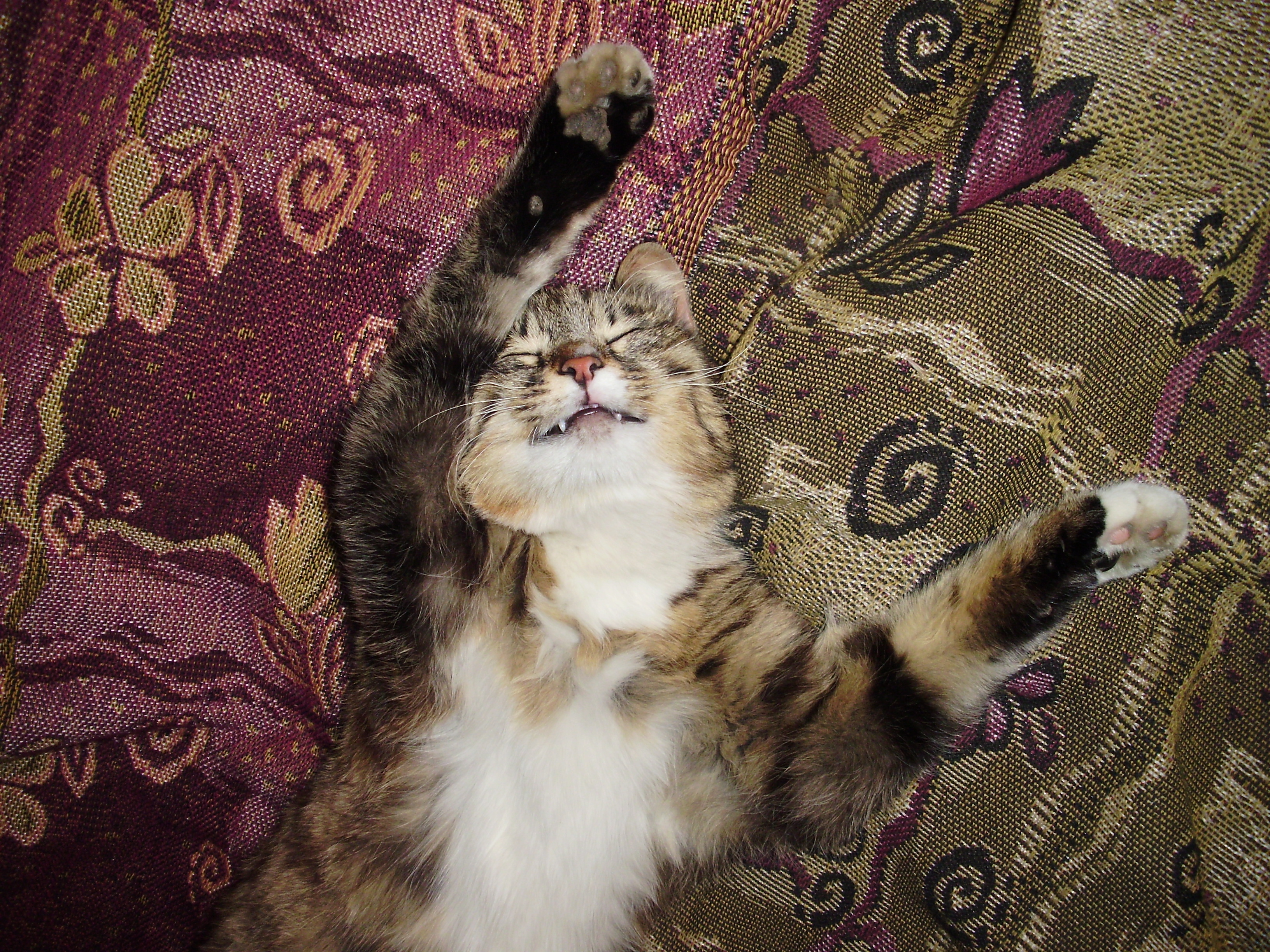 Кот - вампир