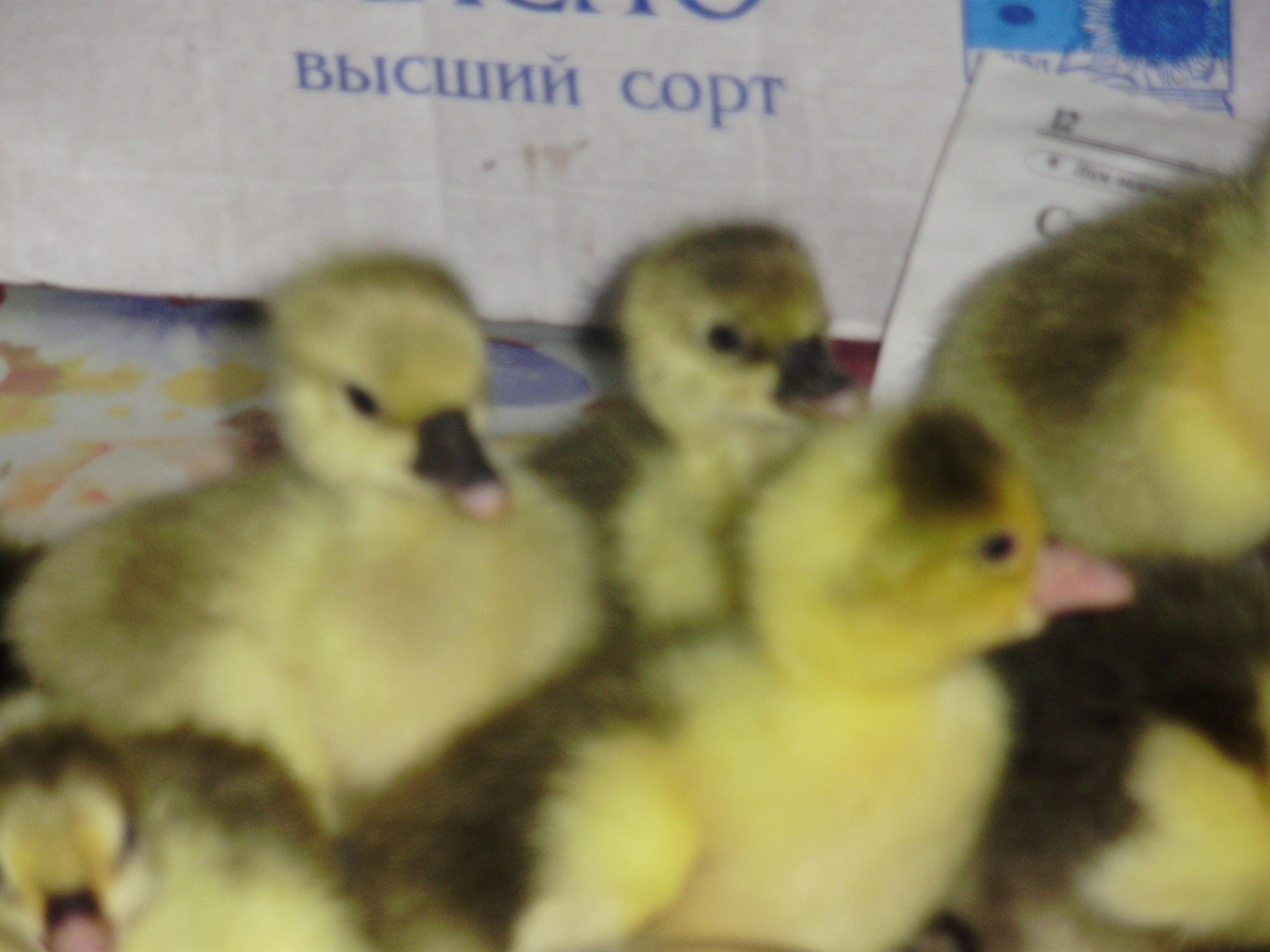 Кто бы сомневался, такие очаровашки :-)