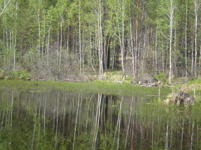 Озеро на даче