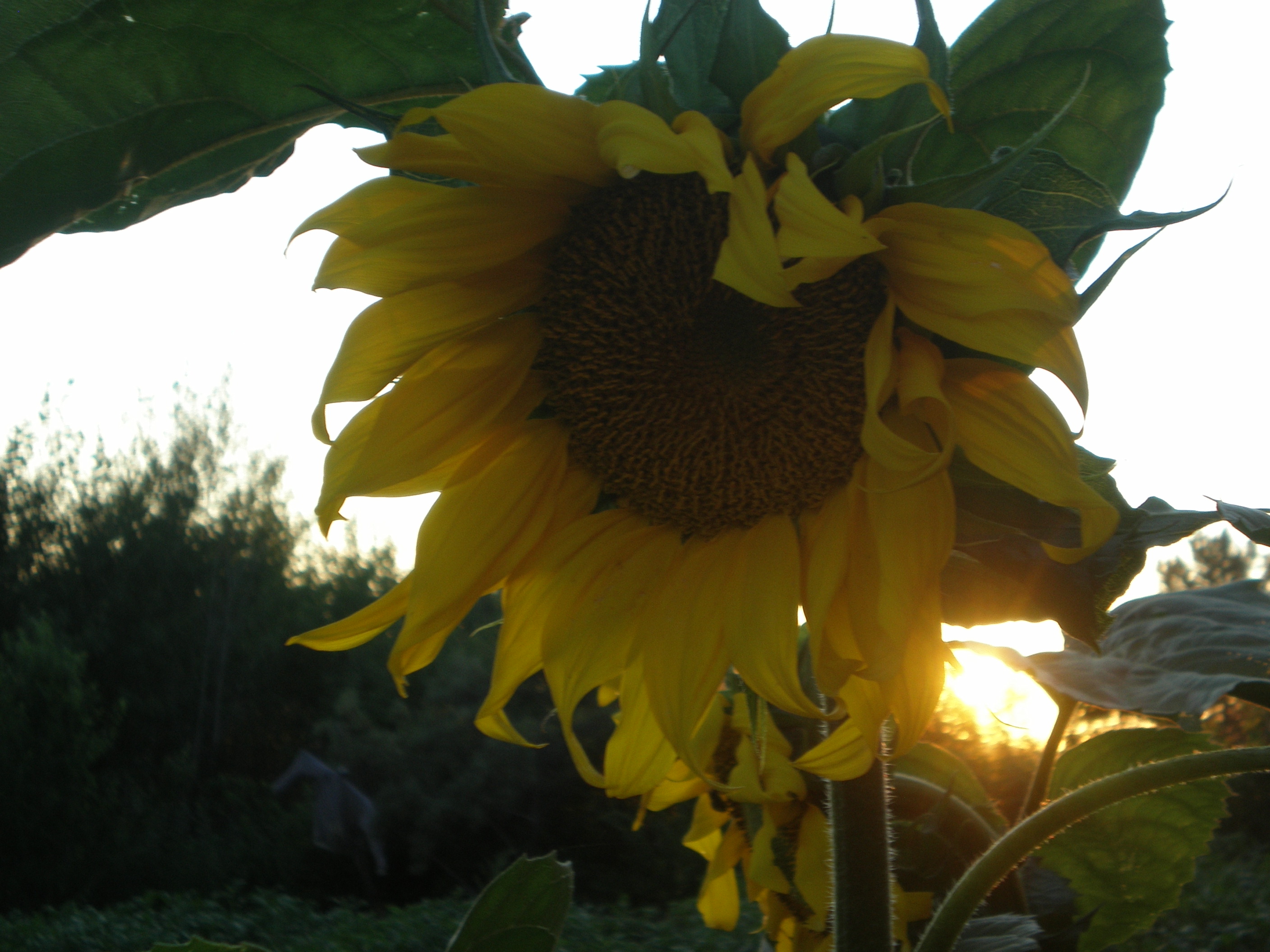 Брат солнца