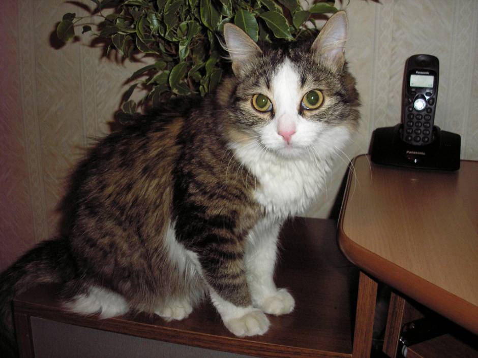 Кот Мара