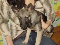 Я жду своего хозяина