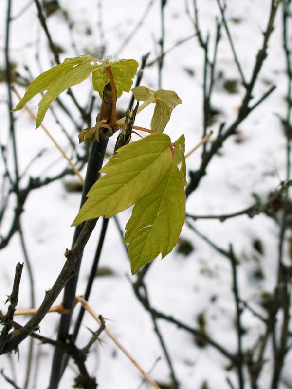 А зачем выпал снег?